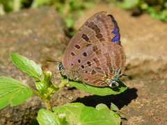 Arhopala cleander
