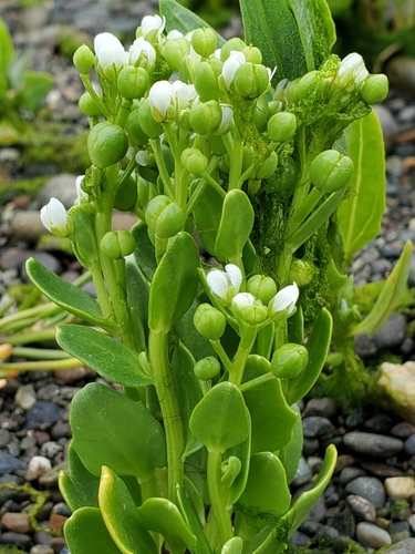 greenland cochlearia