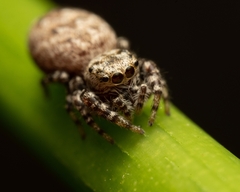 Pelegrina galathea