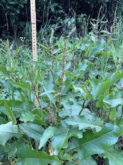 Rumex japonicus