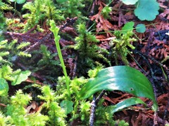 Platanthera obtusata