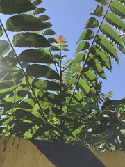 Ailanthus altissima