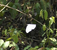 Morpho polyphemus polyphemus