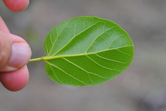 Spirotecoma spiralis