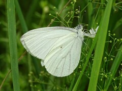 Pieris oleracea