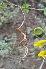 Spirotecoma spiralis