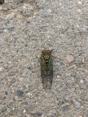 Auritibicen japonicus