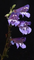 Penstemon leiophyllus