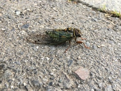 Auritibicen japonicus