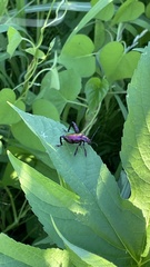 Sagra femorata