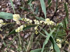 Acacia falcata