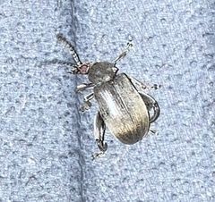 Pachymerus nucleorum