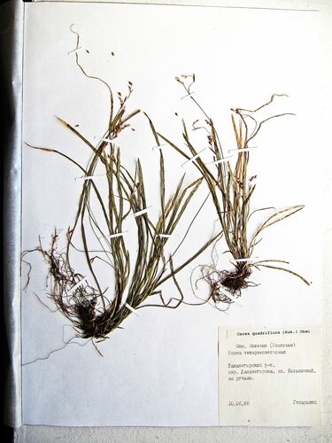Carex quadriflora iNat (2)