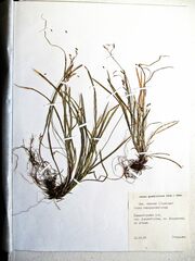 Carex quadriflora