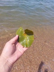 Nuphar pumila
