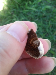 Marasmius oreades