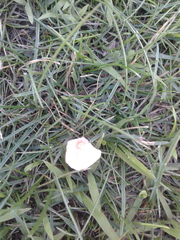 Marasmius oreades