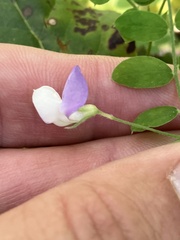 Lathyrus torreyi