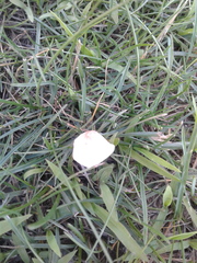 Marasmius oreades