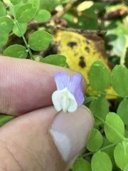 Lathyrus torreyi