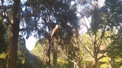 Caracara plancus