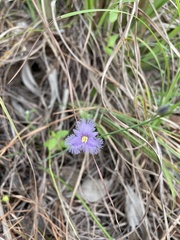 Thysanotus banksii