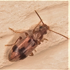 Notoxus monoceros