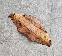Hypochrosis hyadaria