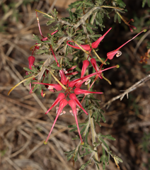 Grevillea hirtella