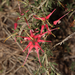 Grevillea hirtella - Photo (c) robert davis, some rights reserved (CC BY-NC), uploaded by robert davis