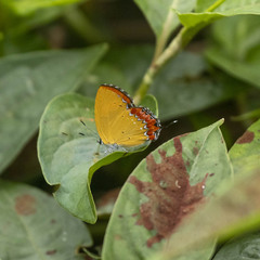 Heliophorus epicles