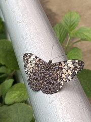 Hamadryas fornax