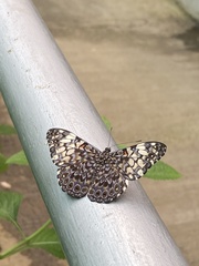 Hamadryas fornax