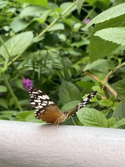 Hamadryas fornax