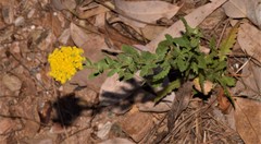 Achillea ageratum