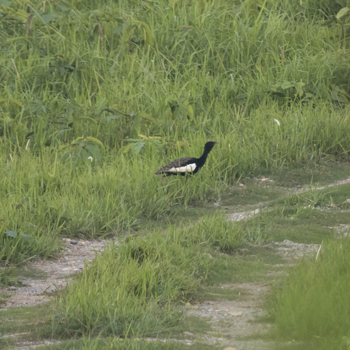 Bengal Florican (Houbaropsis bengalensis), photo 8