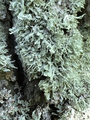 Ramalina labiosorediata