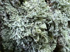 Ramalina labiosorediata