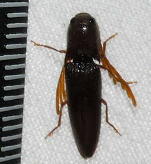 Dicrepidius palmatus