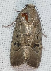 Elaphria fuscimacula