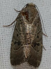 Elaphria fuscimacula