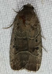 Elaphria fuscimacula