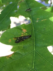 Macrostemum zebratum