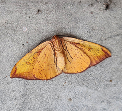 Hypochrosis hyadaria