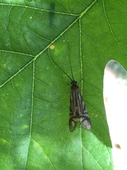 Macrostemum zebratum