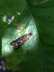 Macrostemum zebratum