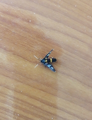 Amata sperbius