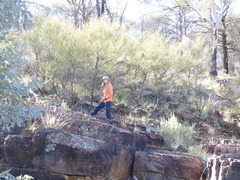 Acacia aneura