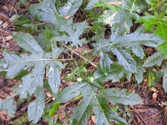Solanum atropurpureum