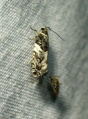 Gypsonoma adjuncta